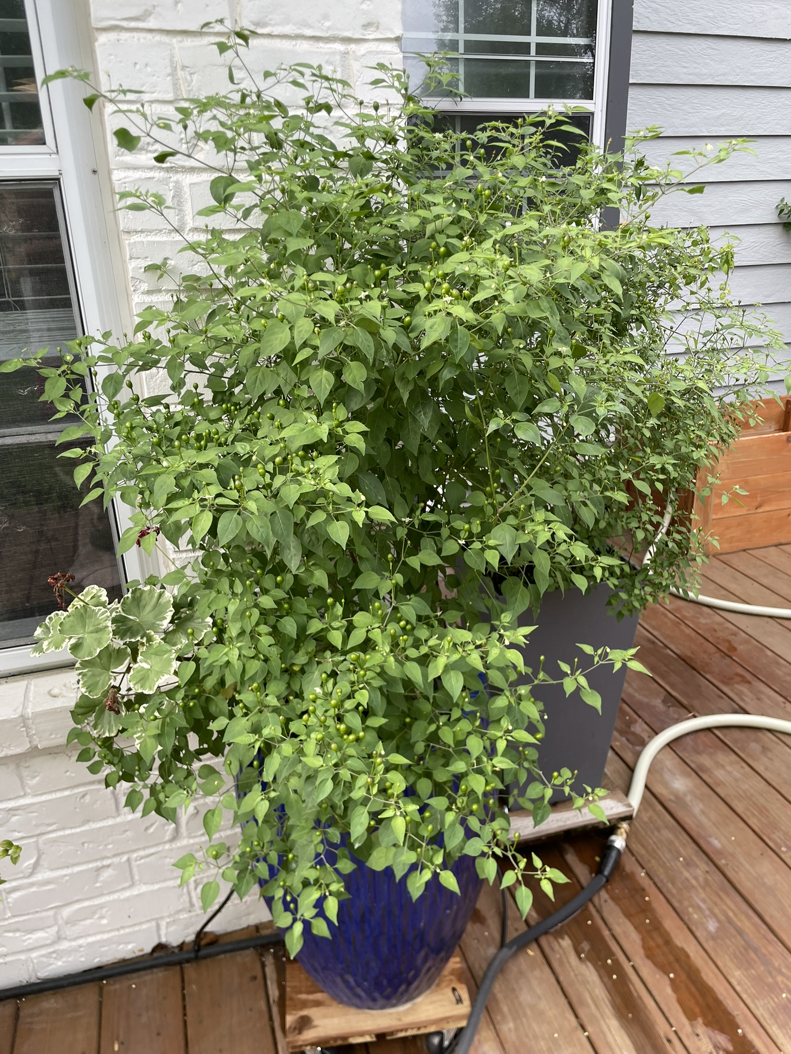 Chiltepin Pepper Plant